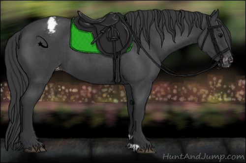 Horse Color:Blue Roan Appaloosa 