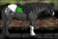 Horse Color:Blue Roan Appaloosa 