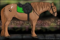 Horse Color:Chestnut Appaloosa