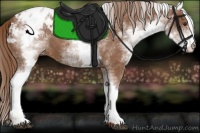 Horse Color:White Spotted Chestnut Appaloosa 