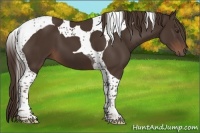Horse Color:Liver Chestnut Tobiano