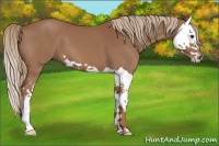 Horse Color:Chestnut Splash 