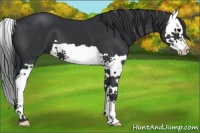 Horse Color:Black Splash 