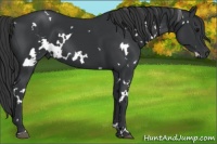 Horse Color:White Spotted Black Sabino