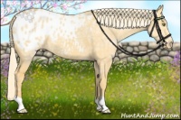 Horse Color:Palomino Ice Dun Appaloosa 