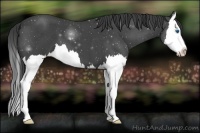 Horse Color:Blue Roan Splash 