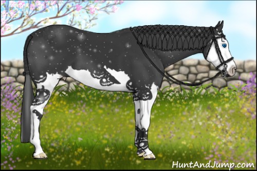 Horse Color:Black Sabino Splash 