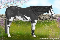 Horse Color:Black Sabino Splash 