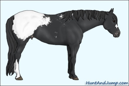 Horse Color:Black Appaloosa 