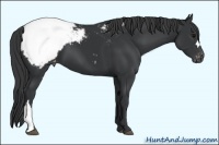 Horse Color:Black Snowcap