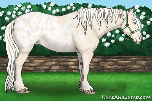 Horse Color:Cremello Appaloosa 