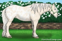 Horse Color:Cremello Appaloosa 