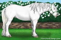 Horse Color:Palomino Dun Fewspot 