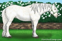 Horse Color:Palomino Dun Appaloosa 