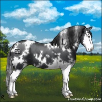 Horse Color:White Spotted Black Splash