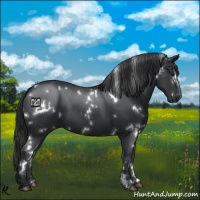 Horse Color:White Spotted Black