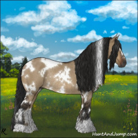 Horse Color:Gray White Spotted Brown Dun Rabicano
