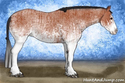 Horse Color:White Spotted Bay Roan Splash  and White Spotted Bay Roan Splash 