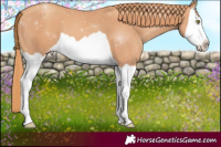 Horse Color:Gold Champagne Splash 