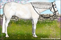 Horse Color:Cremello Ice Splash Frame Appaloosa