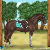 Horse Color:Liver Chestnut Tobiano 