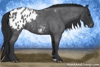 Horse Color:Blue Roan Blanket