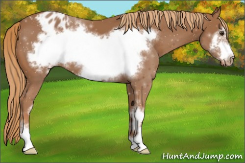 Horse Color:Chestnut Sabino Frame Appaloosa 