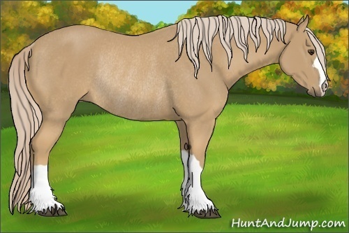 Horse Color:Palomino Rabicano 