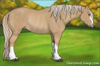 Horse Color:Palomino Rabicano