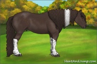 Horse Color:Liver Chestnut Tobiano 