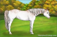 Horse Color:White Spotted Bay Splash  and White Spotted Silver Bay Splash 