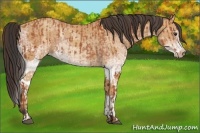 Horse Color:White Spotted Bay Splash  and White Spotted Amber Champagne Splash 