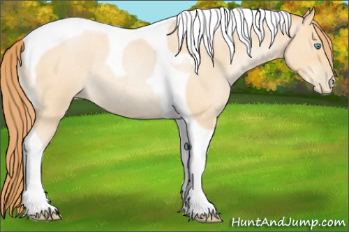 Horse Color:Buckskin Roan Pearl Tobiano Rabicano