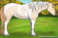 Horse Color:Buckskin Roan Pearl Tobiano Rabicano 