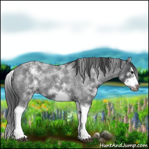 Horse Color:White Spotted Blue Roan Splash Frame Appaloosa 