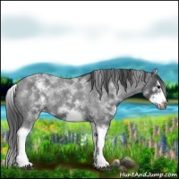 Horse Color:White Spotted Blue Roan Splash Frame Appaloosa 