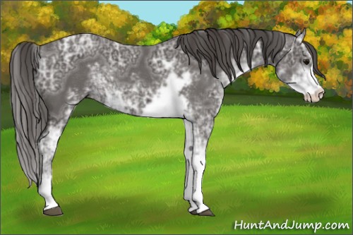 Horse Color:Smoky Black Ice Sabino