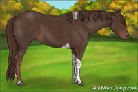 Horse Color:Liver Chestnut Tobiano