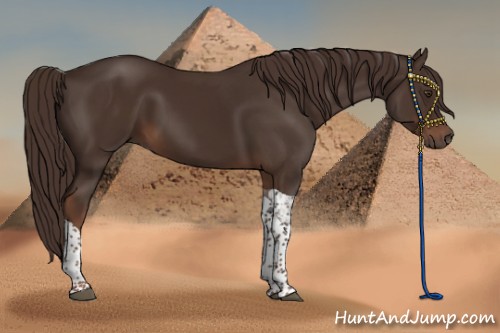 Horse Color:Liver Chestnut Tobiano