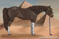 Horse Color:Liver Chestnut Tobiano 