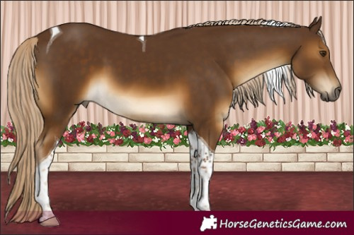 Horse Color:Chocolate Palomino Tobiano 