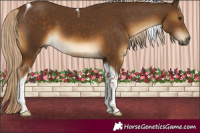 Horse Color:Chocolate Palomino Tobiano 