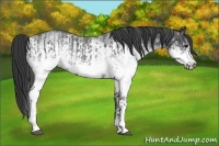 Horse Color:White Spotted Blue Roan Rabicano  and White Spotted Blue Roan Frame Rabicano 