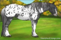 Horse Color:White Spotted Black Splash Tobiano Frame Appaloosa 