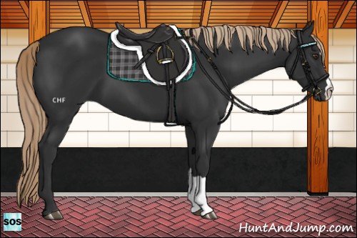 Horse Color:Liver Chestnut 