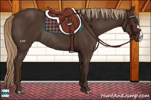 Horse Color:Liver Chestnut Rabicano 