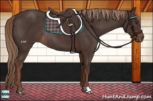 Horse Color:Liver Chestnut Rabicano 
