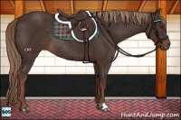 Horse Color:Liver Chestnut Rabicano 