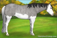 Horse Color:Grullo Roan Splash Rabicano 