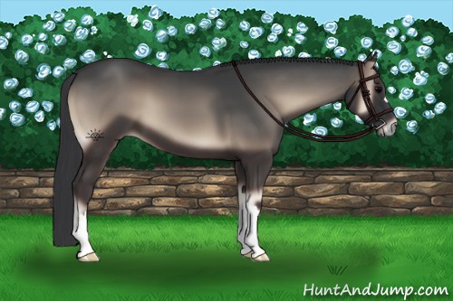 Horse Color:Blue Onyx